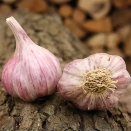 Sadbový cesnak Skalka - Allium sativum - paličák - predaj cesnaku - 1 balenie