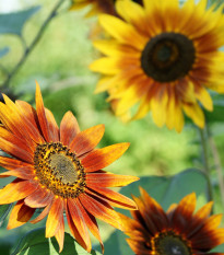 Slnečnica ročná Fantázia F1 - Helianthus annuus - predaj semien - 6 ks