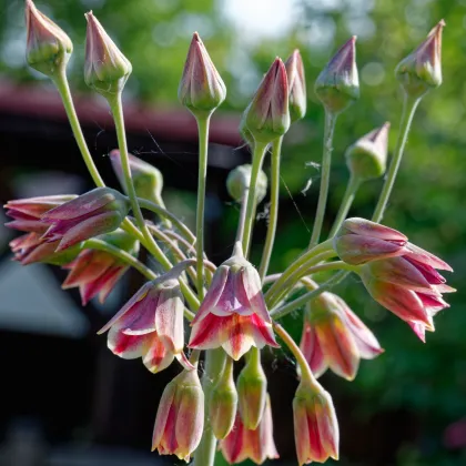 Cesnak sicílsky - Allium siculum - predaj cibuľovín - 5 ks