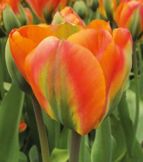 Tulipán Orange Marmelade - Tulipa - predaj cibuľovín - 3 ks