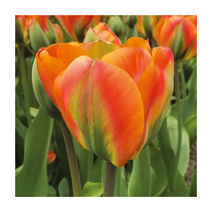 Tulipán Orange Marmelade - Tulipa - predaj cibuľovín - 3 ks