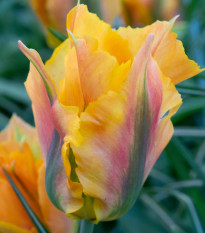 Tulipán Golden Artist - Tulipa - predaj cibuľovín - 3 ks