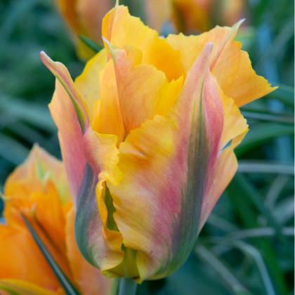 Tulipán Golden Artist - Tulipa - predaj cibuľovín - 3 ks