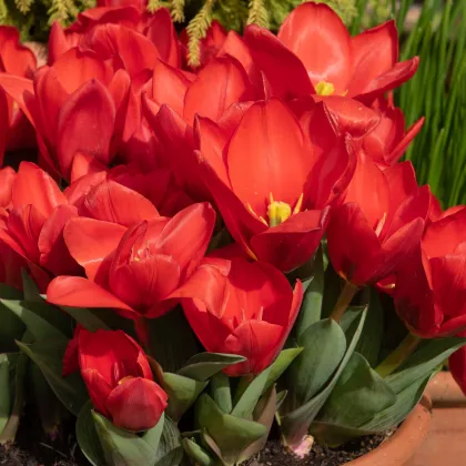 Tulipán Showinner - Tulipa - predaj cibuľovín - 3 ks