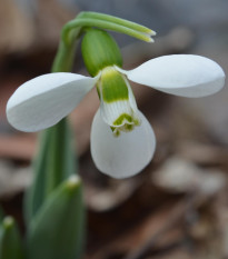 Snežienka Polar Bear - Galanthus elwesii - predaj cibuľovín - 3 ks