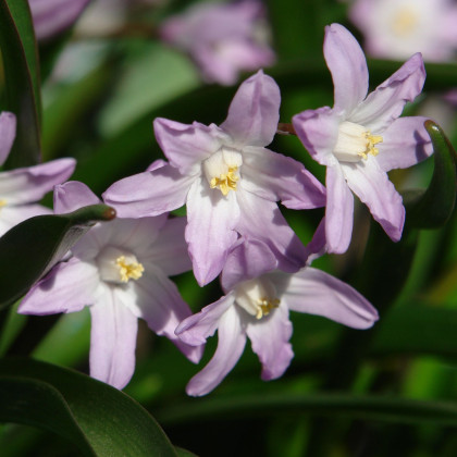 Modravka Pink Giant - Chionodoxa forbesii - predaj cibuľovín - 5 ks