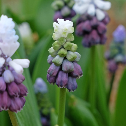 Modrica Grape Ice - Muscari - predaj cibuľovín - 5 ks