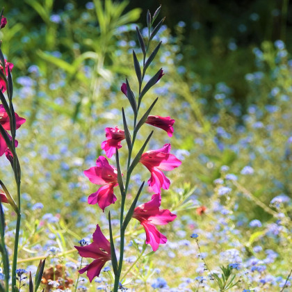 Gladiola obyčajná - Gladiolus byzantinus - predaj cibuľovín - 3 ks