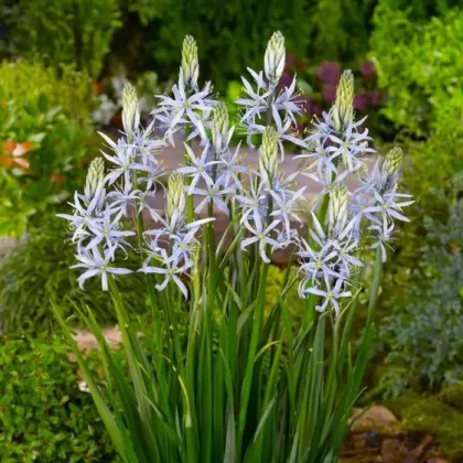 Ladoník bledomodrý - Camassia cusickii - predaj cibuľovín - 2ks