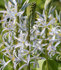 Ladoník bledomodrý - Camassia cusickii - predaj cibuľovín - 2ks