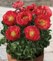 Pivonka Patio Moscow - Paeonia lactiflora - predaj cibuľovín - 1 ks