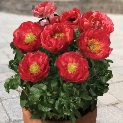 Pivonka Patio Moscow - Paeonia lactiflora - predaj cibuľovín - 1 ks