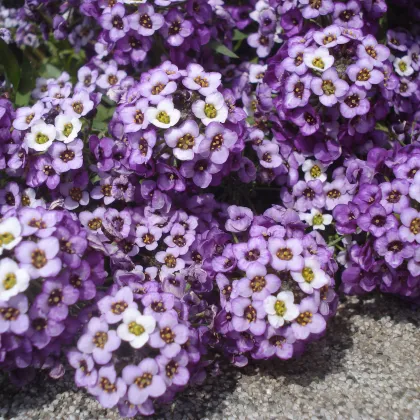 Lobulária prímorská fialová - Alyssum maritimum - predaj semien - 1 g