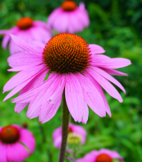 Echinacea purpurová - Echinacea purpurea - semiačka - 15 ks