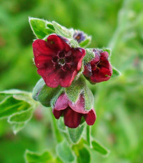 Psojazyk lekársky - Cynoglossum officinale - predaj semien - 10 ks