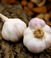 Sadbový cesnak Matinka - Allium sativum - nepaličák - predaj cesnaku - 1 balenie