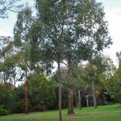 Eucalyptus Gunnii - Blahovičník Gunnov - Eucalyptus gunnii - predaj semien - 10 ks