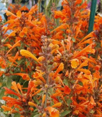 Agastache Apricot - Agastache aurantiaca - semiačka - 20 ks