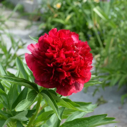 Pivónia lekárska Rubra Plena - Paeonia officinalis - predaj cibuľovín - 1 ks