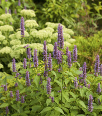 Agastache feniklová alebo anízová - Agastache foeniculum - semiačka - 250 ks