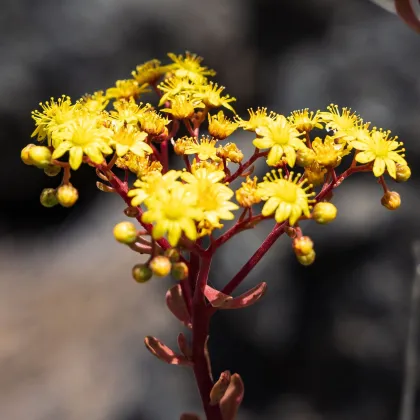 Ružicovka - Aeonium spathulatum - predaj semien - 8 ks