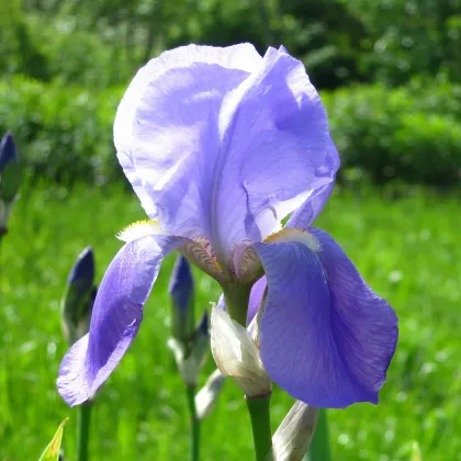 Kosatec nemecký modrý - Iris germanica - predaj hľúz - 1 ks