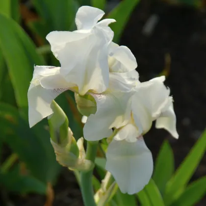 Kosatec nemecký biely - Iris germanica - predaj hľúz - 1ks