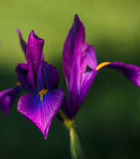 Kosatec Purple Sensation - Iris hollandica - predaj cibuľovín - 3 ks