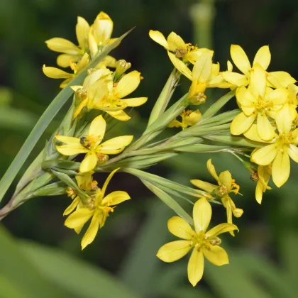 Badil žltý - Sisyrinchium californicum - semiačka - 10 ks