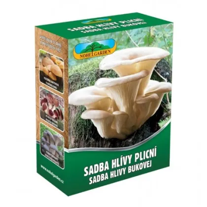 Hliva pľúcna - Pleurotus pul - sadivo - predaj - 250 ml