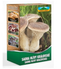 Hliva kráľovská máčková - Pleurotus ery - sadivo - predaj - 250 ml