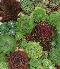 Skalnica - Skalná ruža zmes - Sempervivum hybridum - predaj semien - 30 ks