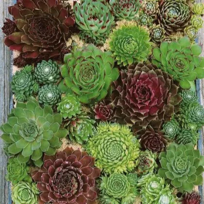 Skalnica - Skalná ruža zmes - Sempervivum hybridum - predaj semien - 30 ks