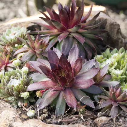 Skalnica - Skalná ruža zmes - Sempervivum hybridum - predaj semien - 30 ks