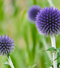 Bielotŕň modrý - Echinops ritro - semiačka - 6 ks