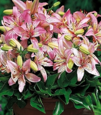 Ľalia Pink Pixie - Lilium - predaj cibuľovín - 1 ks