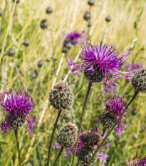 Nevädza hlaváčovitá - Centaurea scabiosa - semiačka - 80 ks