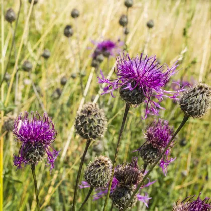 Nevädza hlaváčovitá - Centaurea scabiosa - semiačka - 80 ks