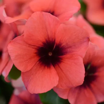 Katarant Tatoo Papaya - Catharanthus roseus - predaj semien - 30 ks