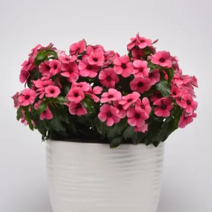 Katarant Tatoo Raspberry - Catharanthus roseus - predaj semien - 30 ks