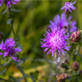 Nevädza lúčna modrá - Centaurea jaceae - semiačka - 200 ks