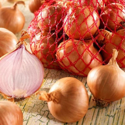 Cibuľa šalotka Red Sun - Allium Cepa - predaj cibule - 500 g