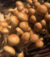 Šupinovka nameko - Pholiota nameko - sadba húb - predaj