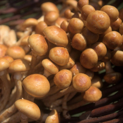 Šupinovka nameko - Pholiota nameko - sadba húb - predaj