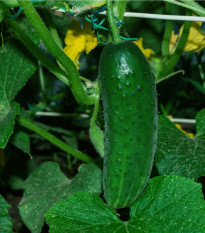 Uhorka Najada F1 - Cucumis sativus - predaj semien - 15 ks