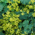 Alchemilka mäkká - Alchemilla mollis - semiačka - 20 ks