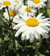 Margaréta biela Alaska - Chrysanthemum leucanthemum max. - predaj semien - 250 ks