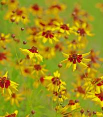 Krásnoočko dvojfarebné nízke - Coreopsis tinctoria - semiačka - 50 ks