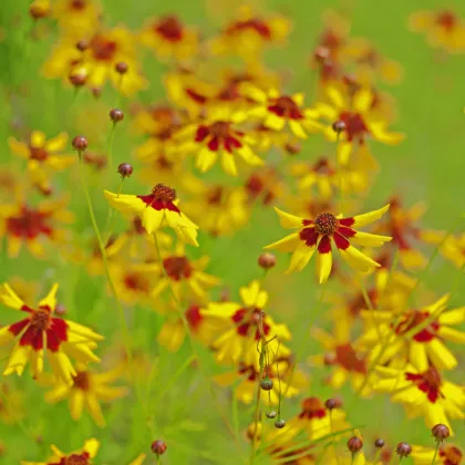 Krásnoočko dvojfarebné nízke - Coreopsis tinctoria - semiačka - 50 ks