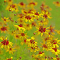 Krásnoočko dvojfarebné nízke - Coreopsis tinctoria - semiačka - 50 ks